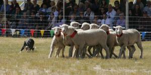 sheepdog-classic-this-weekend-at-soldier-hollow-15164